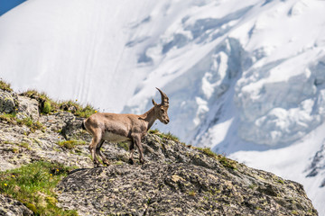 Animal cornes bouquetin des Alpes France chèvre de montagne