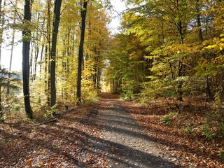 Herbst im Wald 3