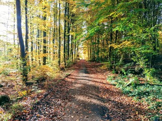 Herbst im Wald 4