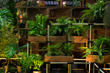 Green natural house plant on wooden pot at home gardening decorative