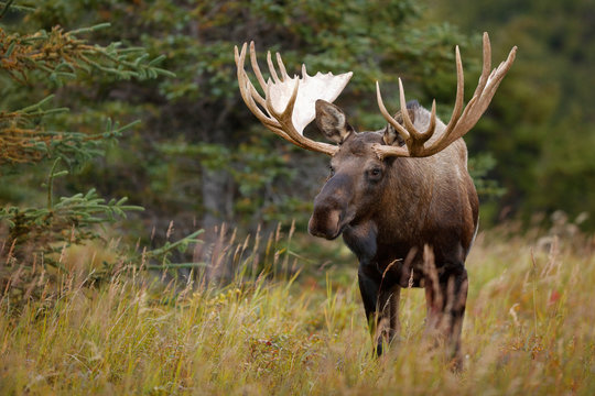 Bull Moose