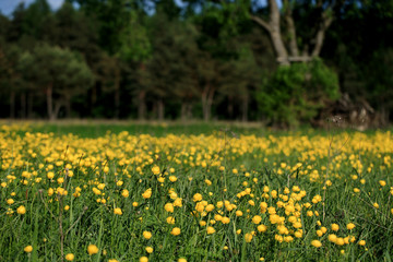 pełniki europejskie (Trollius europaeus) kwitnące na łące
