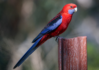 Crimson Rosella - Platycerus Elegans - perched on rusty railway track post