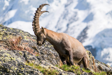 Animal cornes bouquetin des Alpes cornes France