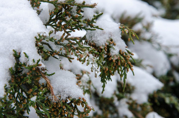 snow covered christmas tree