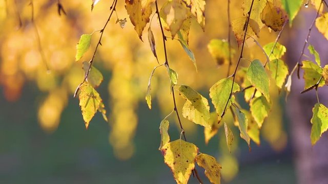 Closeup view of beautiful golden leaves growing at birch tree outside on sunny warm autumn day. Focus at branch in foreground isolated on blurry defocused green and yellow background. 
