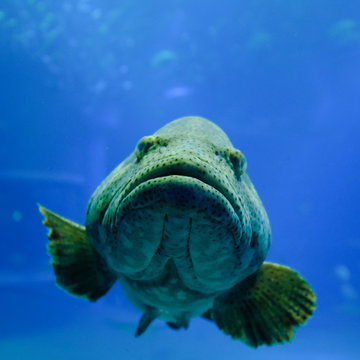 sea fish
