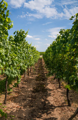 Fototapeta na wymiar Vignoble route du vin Alsace France