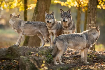 Fototapeten Grauer Wolf im Wald © AB Photography