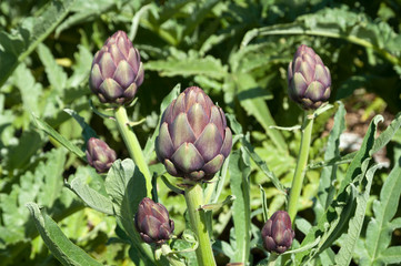 Fototapeta premium Organic artichoke garden