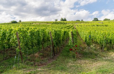 Fototapeta na wymiar Vignoble route du vin Alsace France 