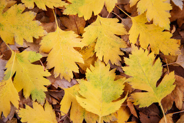 foliage,nature,background, hawthorn,  garden,autumn, tree