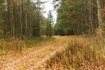 Road in autumn forest