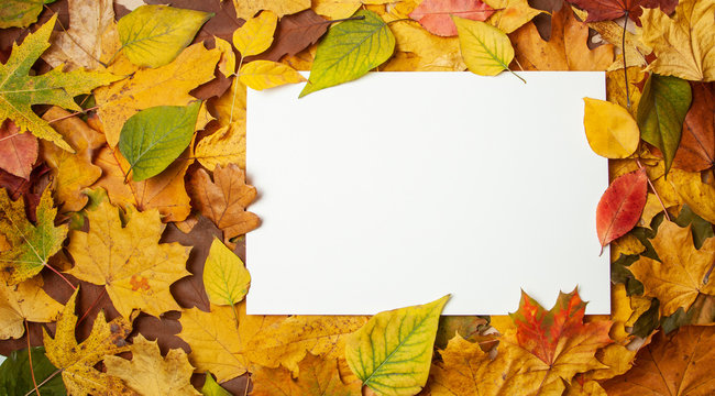 Autumn yellow leaves and rectangular blank label for text. Concept of autumn sale and discounts. mock-up