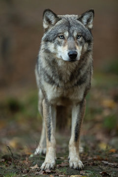 Grey wolf in the forest © AB Photography