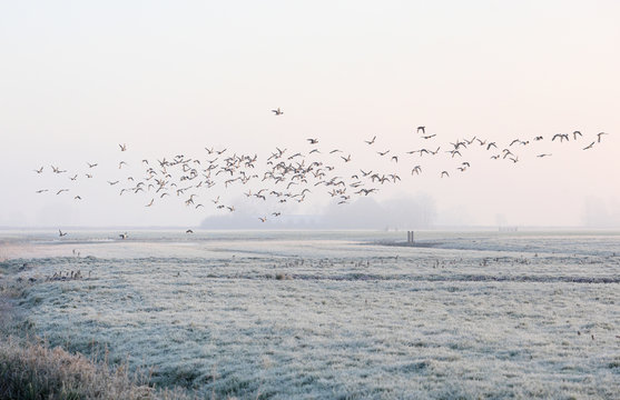 Flying ducks on a cold morning in the fields