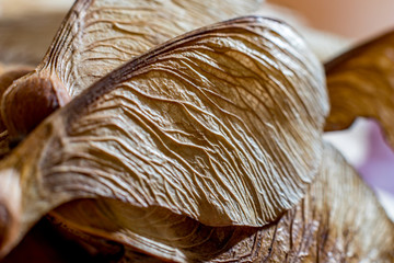 Macro close up, studio flash light picture, of a dry maple seed, autumn feelings. Detailed wing structure with stunning natural nerves, selective focus with shallow depth of field