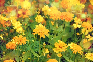 Blooming little yellow flowers in garden with sunlight effect.