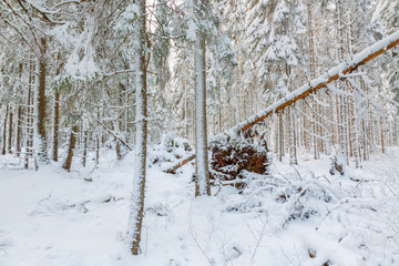 Winter forest with snow and an uprooted tree