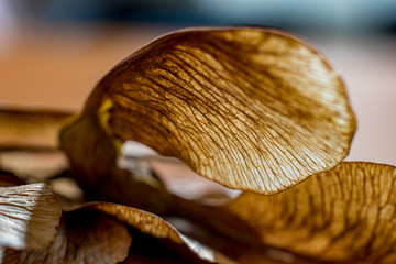 Macro close up, studio flash light picture, of a dry maple seed, autumn feelings. Detailed wing structure with stunning natural nerves, selective focus with shallow depth of field