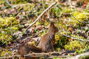 Squirrel sitting at the ground