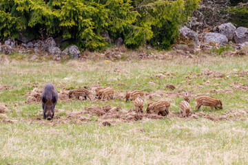 Wild boar with newborn piglets on a meadow