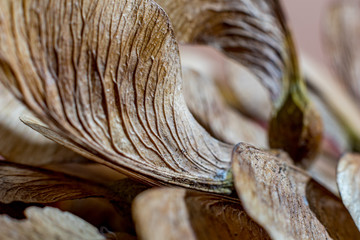 Macro close up, studio flash light picture, of a dry maple seed, autumn feelings. Detailed wing structure with stunning natural nerves, selective focus with shallow depth of field