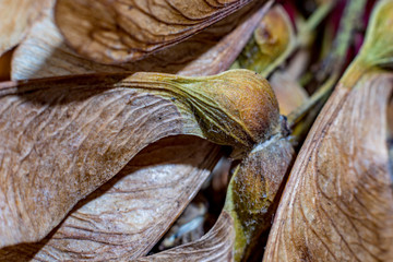 Macro close up, studio flash light picture, of a dry maple seed, autumn feelings. Detailed wing structure with stunning natural nerves, selective focus with shallow depth of field