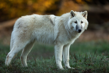 Naklejka na ściany i meble White wolf in the forest