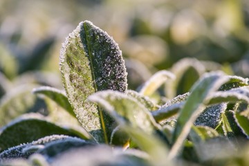 Feuilles vertes congelées neige sur plante 