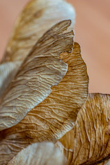 Macro close up, studio flash light picture, of a dry maple seed, autumn feelings. Detailed wing structure with stunning natural nerves, selective focus with shallow depth of field