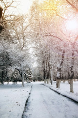 Obraz premium park alley tree way winter