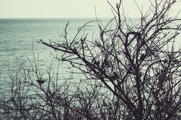 bush without leaves, bird sitting on a branch, plant on the background of the sea