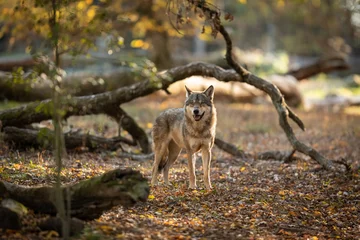 Selbstklebende Fototapeten Grauer Wolf im Wald © AB Photography