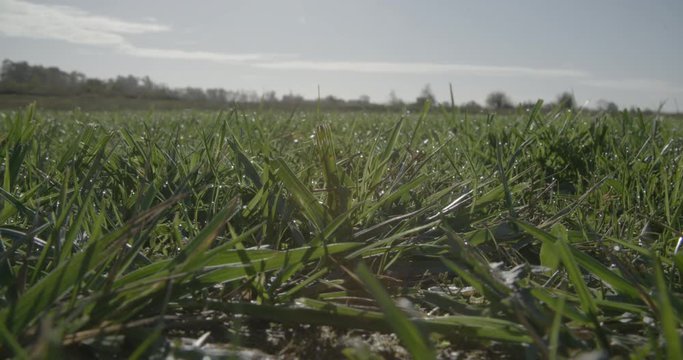Herbe / Grass 4K SLOG2