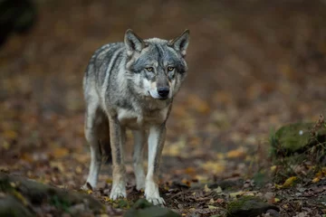 Deurstickers Grey wolf in the forest © AB Photography