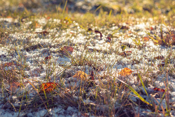 First snow on the green grass and fallen leaves in autumn. Symbol of the coming winter. Natural background texture