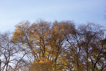 Branches of trees against the blue sky. Autumn.