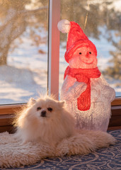 A bright and cheerful holiday - the New Year - is celebrated in most countries according to the...