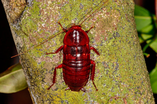 Florida woods cockroach