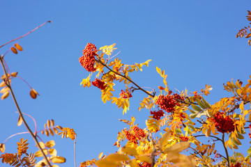 Red rowan berries and yellow leaves against the blue sky.