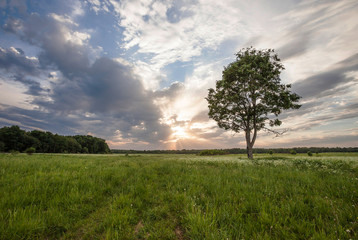 lonely tree in the field against the background of an evening sunset