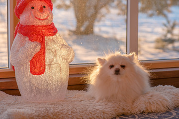 A bright and cheerful holiday - the New Year - is celebrated in most countries according to the...