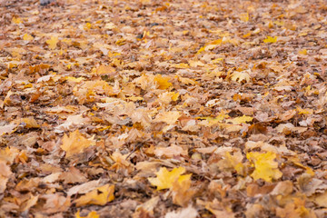 Dry maple leaves lie on the ground. Autumn.