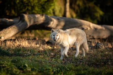 White Wolf in the forest