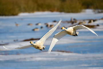 Whooper swan