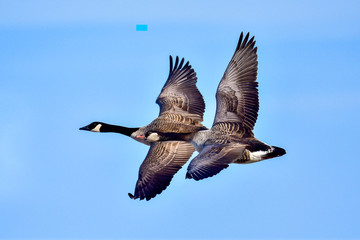 Canada goose