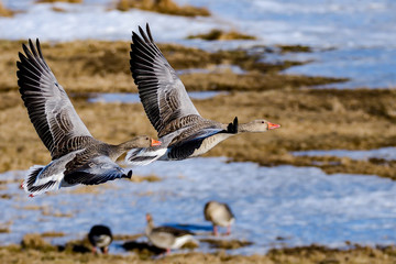 Greylag goose