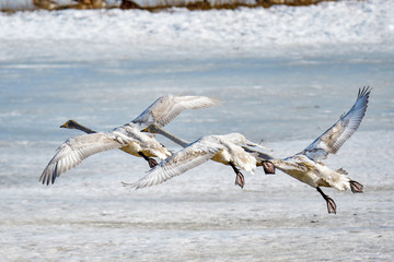 Whooper swan