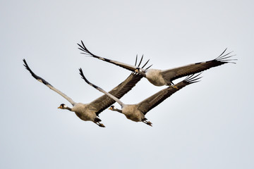 Eurasian crane